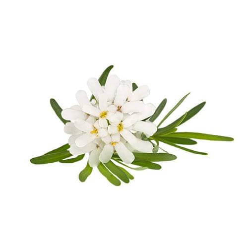 Alyssum 6 pack - White - BuyGrow Seedlings