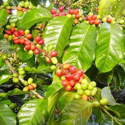 Arabica Coffee Tree - BuyGrow Seedlings