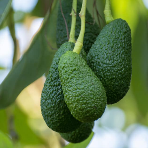 Avocado Tree - Hass - BuyGrow Seedlings