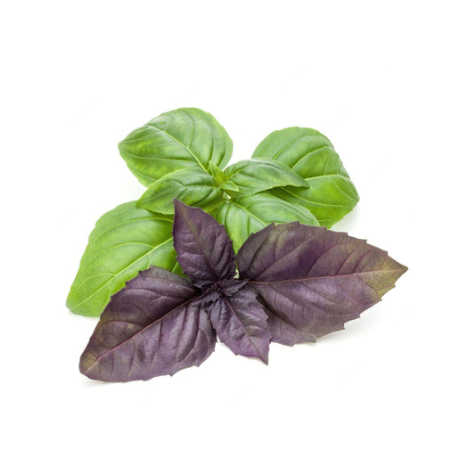 Basil 6 pack - Two Tone - BuyGrow Seedlings