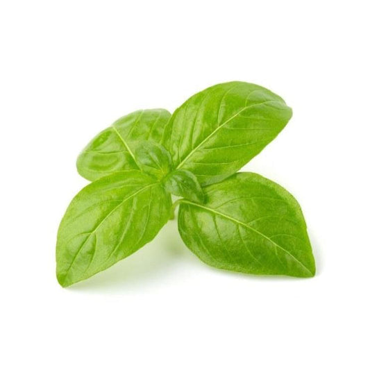 Basil 6 pack - BuyGrow Seedlings