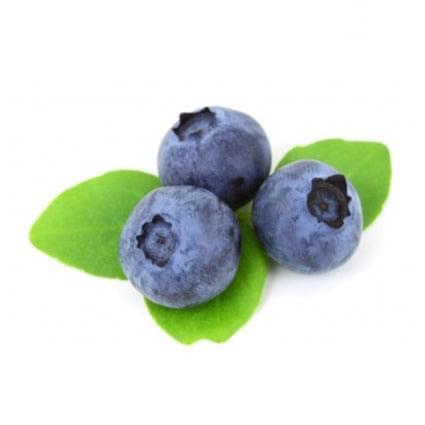 Blueberry Tree - SharpBlue - BuyGrow Seedlings