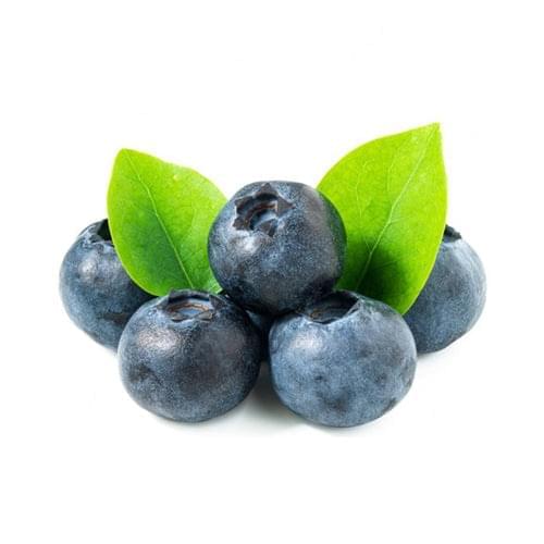 Blueberry Tree - Legacy - BuyGrow Seedlings