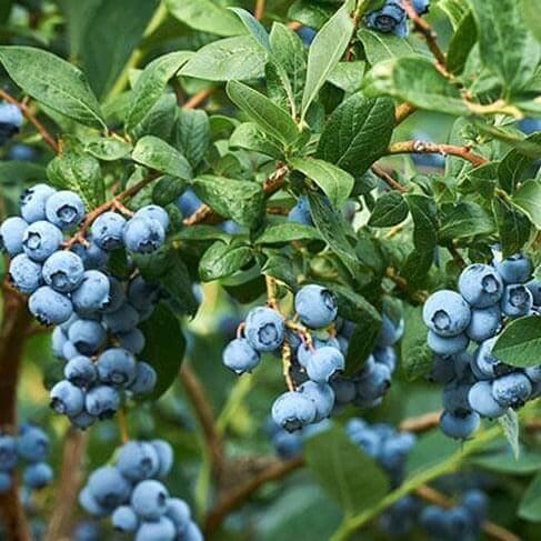 Blueberry Tree - SharpBlue - BuyGrow Seedlings