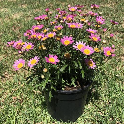 Brachyscome 14cm Pot - Mini Daisy - BuyGrow Seedlings