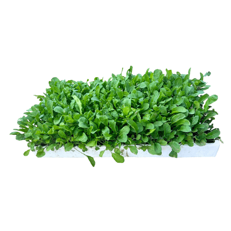 Bulk 200 Cavity Germination Tray (Veg or Herbs) - BuyGrow Seedlings