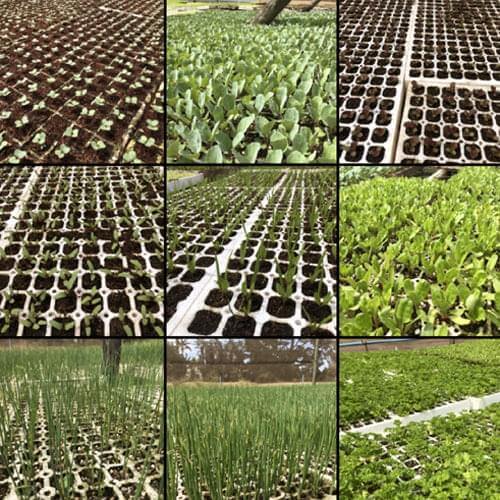 Bulk 200 Cavity Germination Tray (Veg or Herbs) - BuyGrow Seedlings