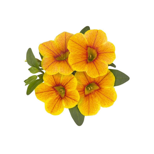 Calibrachoa 14cm Pot - Million Bells - BuyGrow Seedlings