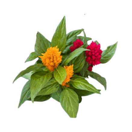 Celosia 6 pack - BuyGrow Seedlings