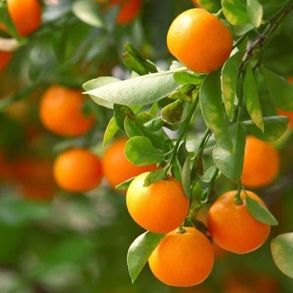 Clementine Tree - BuyGrow Seedlings