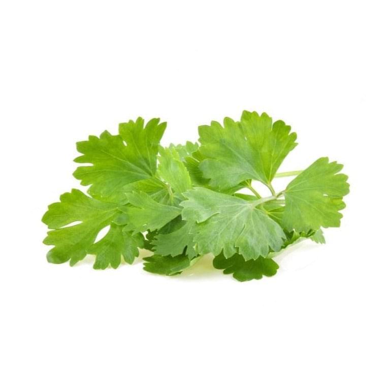 Coriander 6 pack - BuyGrow Seedlings