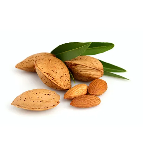 Almond Nut Tree - Alfahem - BuyGrow Seedlings