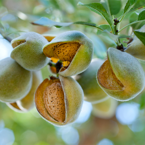 Almond Nut Tree - Alfahem - BuyGrow Seedlings