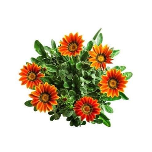 Gazania 6 pack - BuyGrow Seedlings