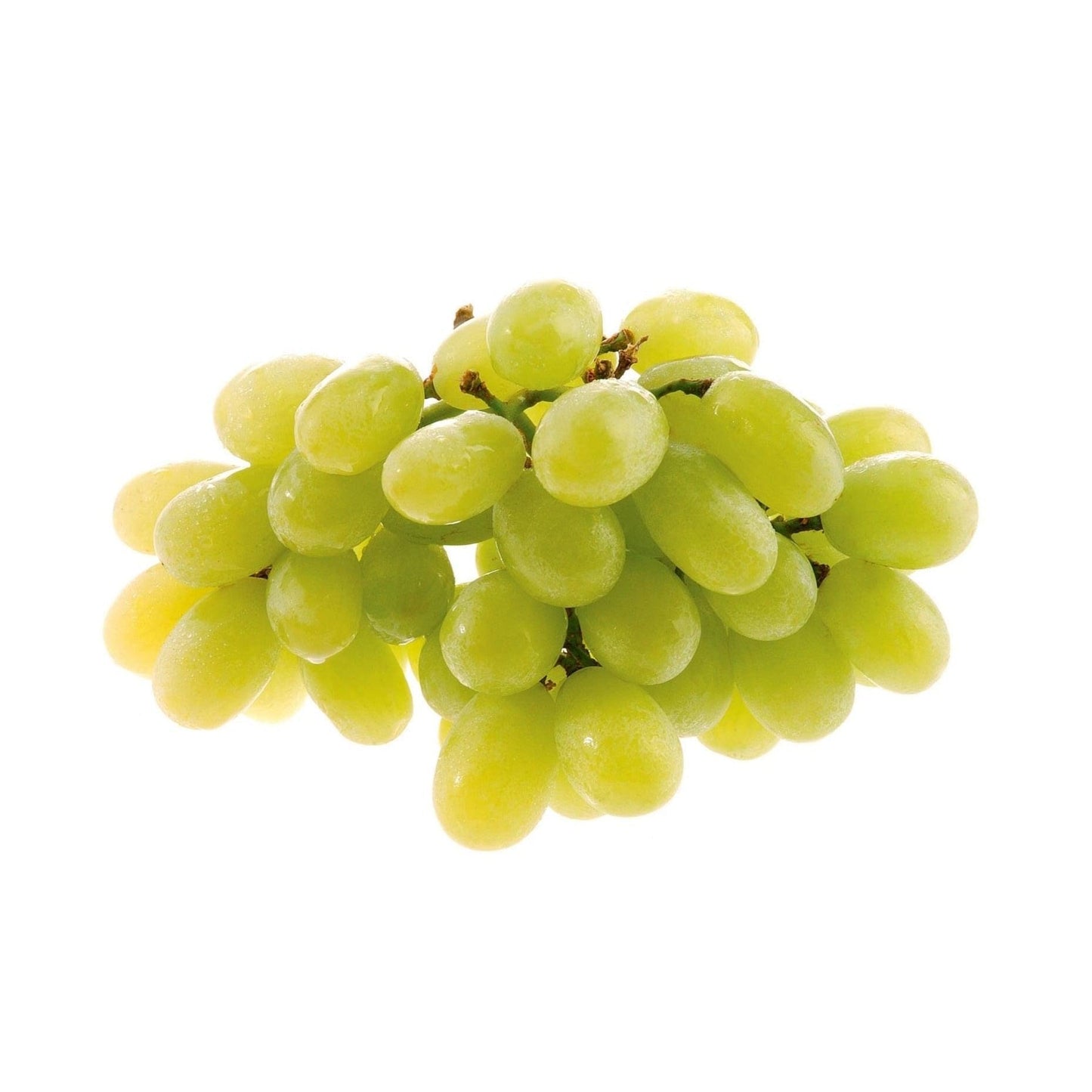 Grape Tree - Hanepoot - BuyGrow Seedlings