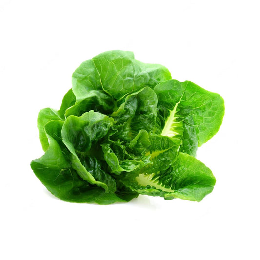 Lettuce 6 pack - Green Butter - BuyGrow Seedlings