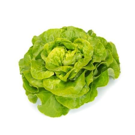 Lettuce 6 pack - Green Cos - BuyGrow Seedlings