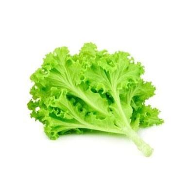 Lettuce 6 pack - Green Oak - BuyGrow Seedlings