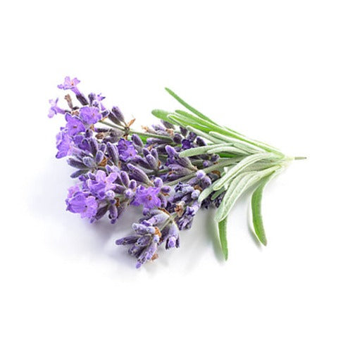 Lavender 14cm Pot - Grosso - BuyGrow Seedlings