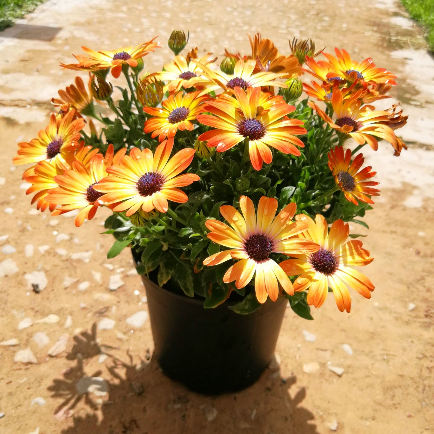 Osteospermum 14cm Pot - African Daisies - BuyGrow Seedlings