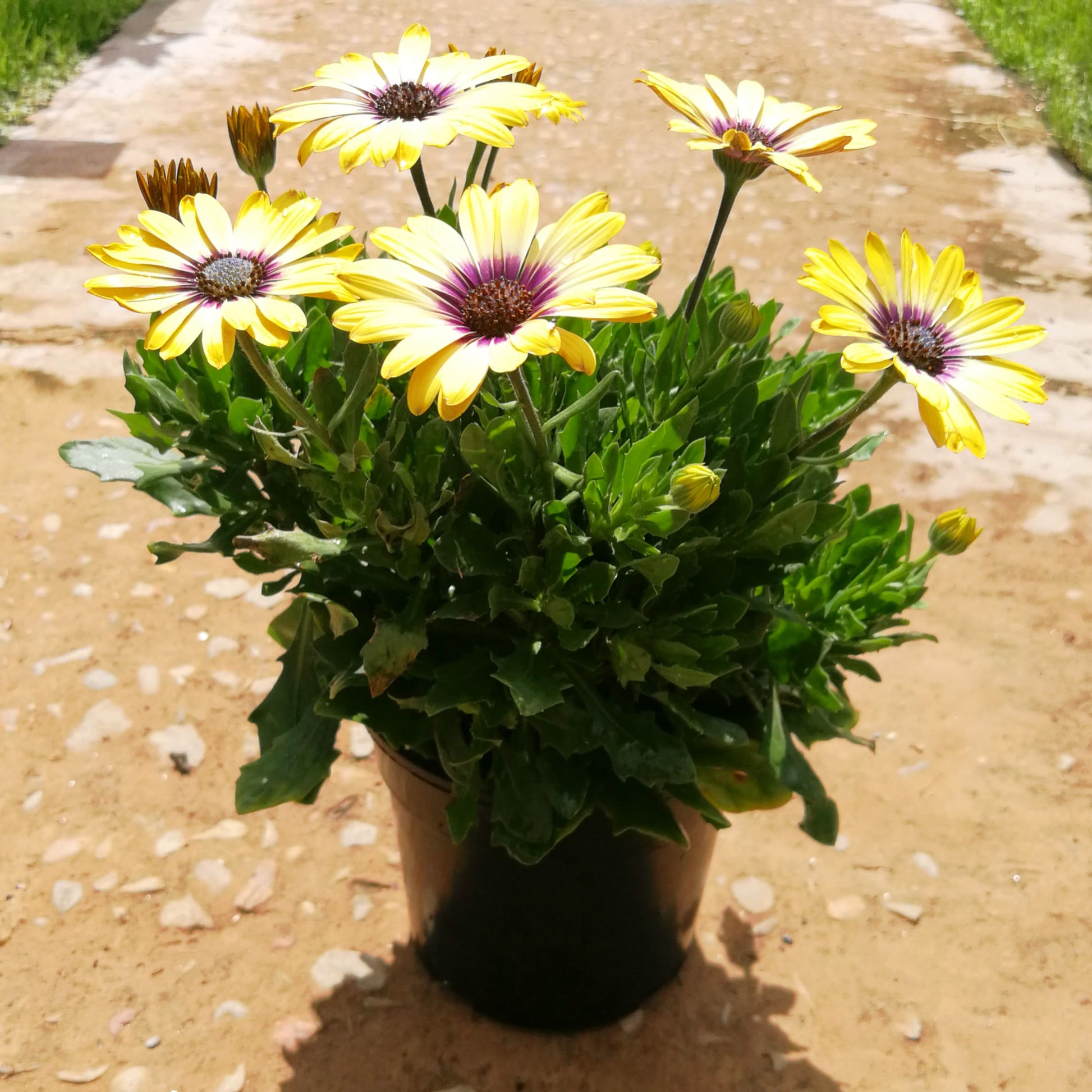 Osteospermum 14cm Pot - African Daisies - BuyGrow Seedlings