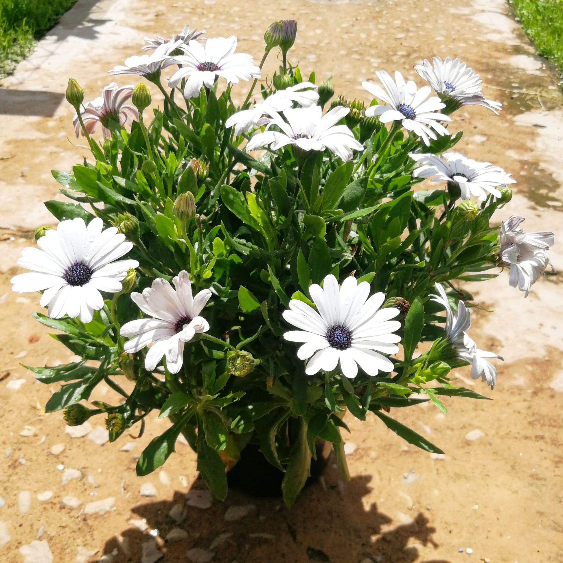 Osteospermum 14cm Pot - African Daisies - BuyGrow Seedlings