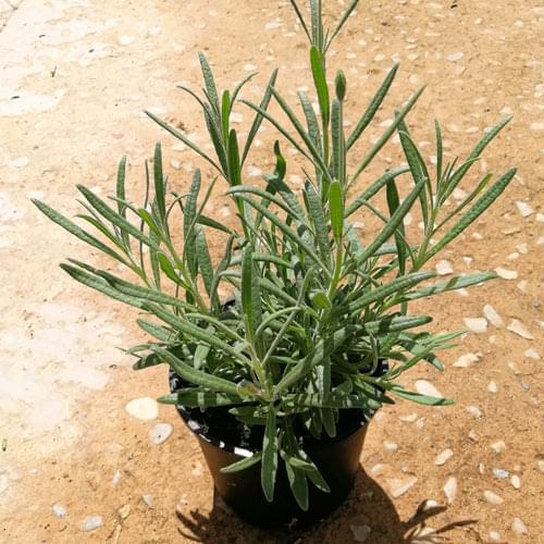 Lavender 14cm Pot - Margaret Roberts - BuyGrow Seedlings