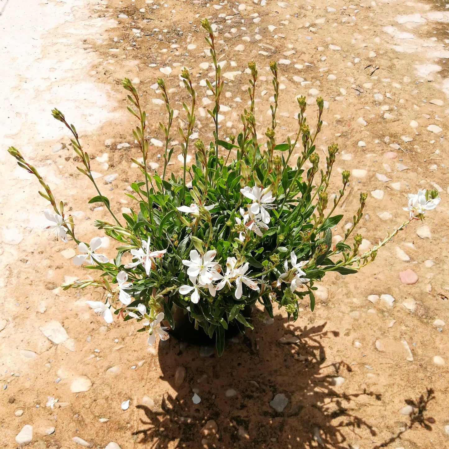 Gaura 14cm Pot - Butterfly Bush - BuyGrow Seedlings