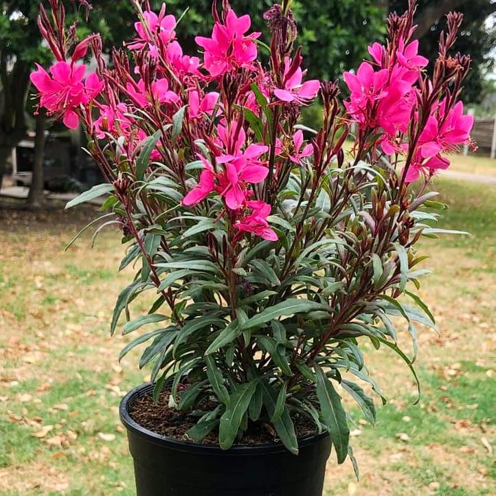Gaura 14cm Pot - Butterfly Bush - BuyGrow Seedlings
