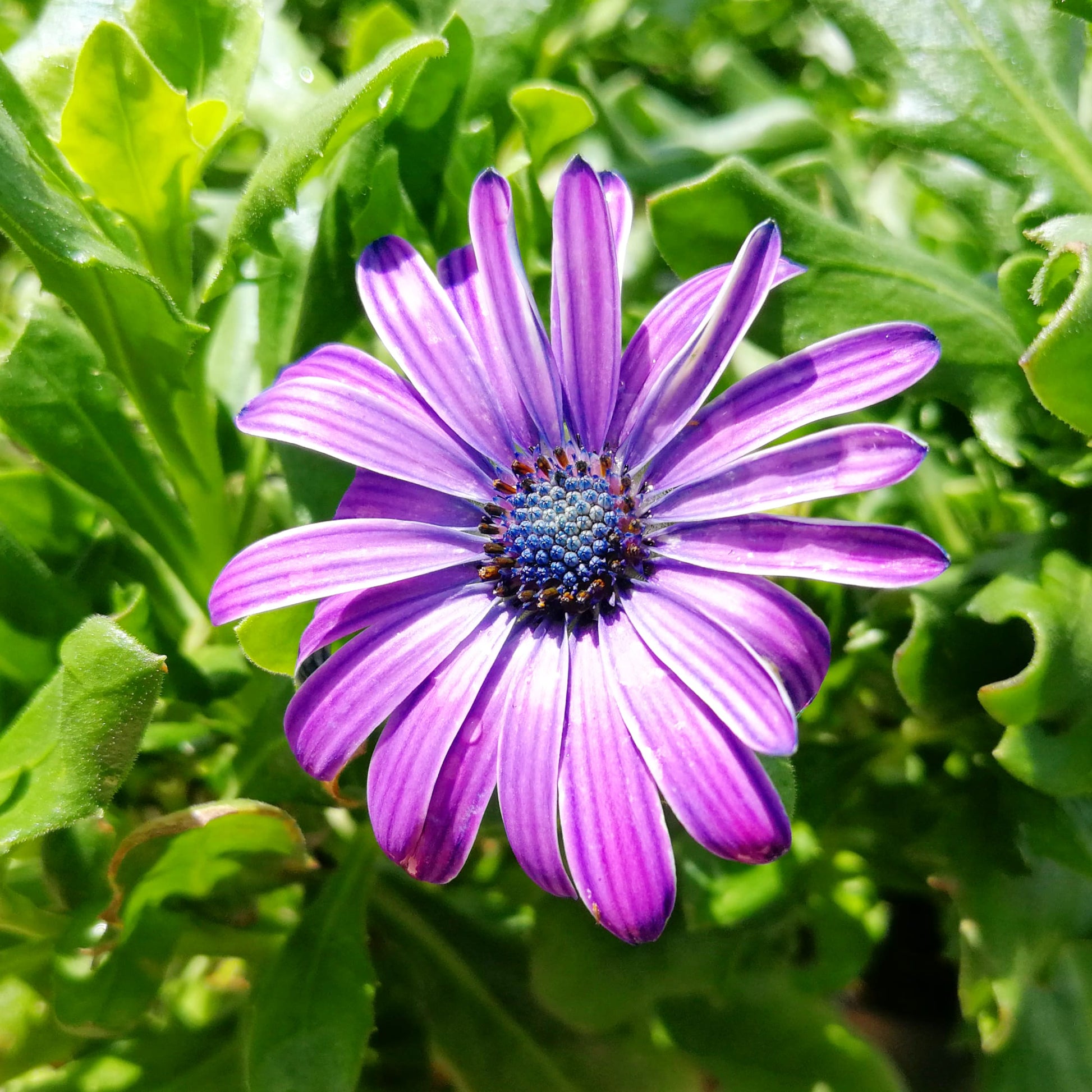 Osteospermum 14cm Pot - African Daisies - BuyGrow Seedlings