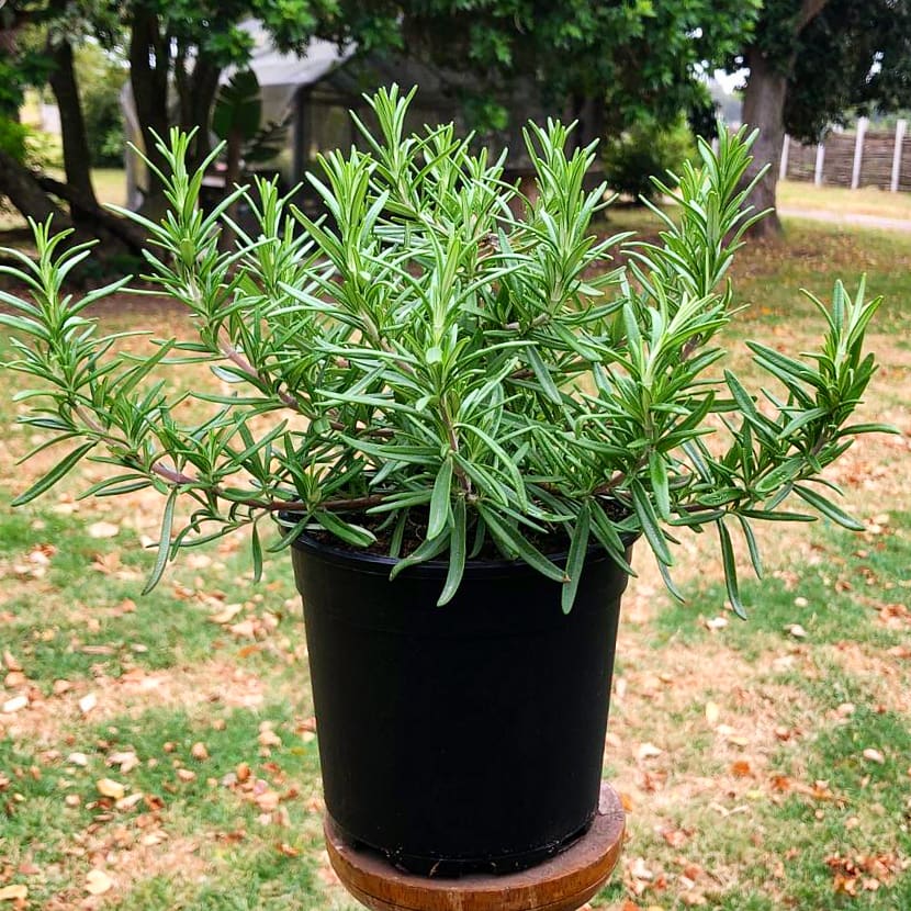 Rosemary 14cm Pot (Herb) - BuyGrow Seedlings
