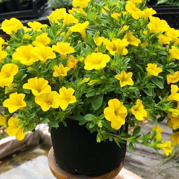 Calibrachoa 14cm Pot - Million Bells - BuyGrow Seedlings