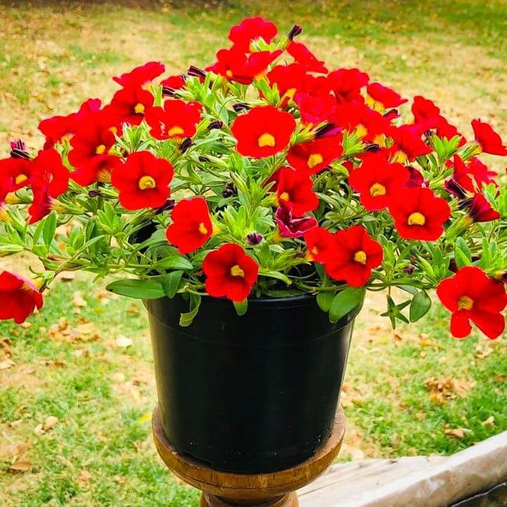 Calibrachoa 14cm Pot - Million Bells - BuyGrow Seedlings