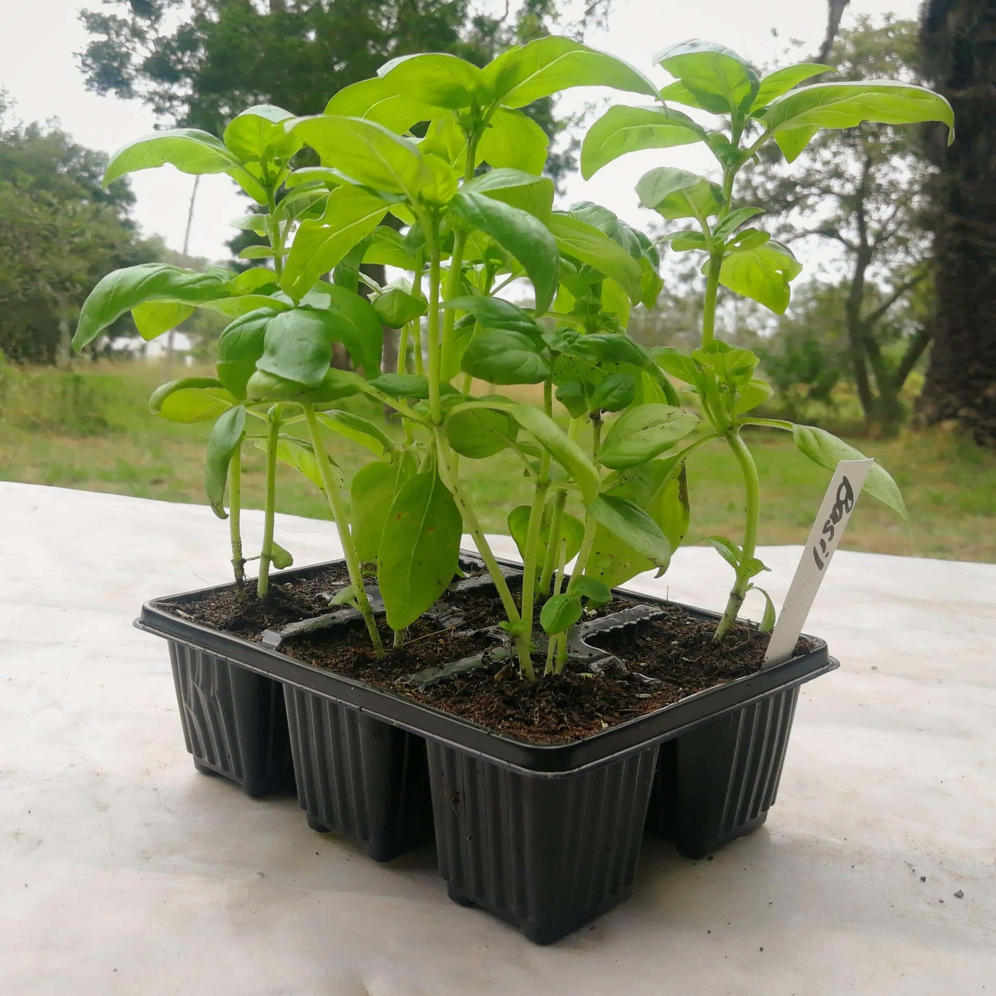 Basil 6 pack - BuyGrow Seedlings