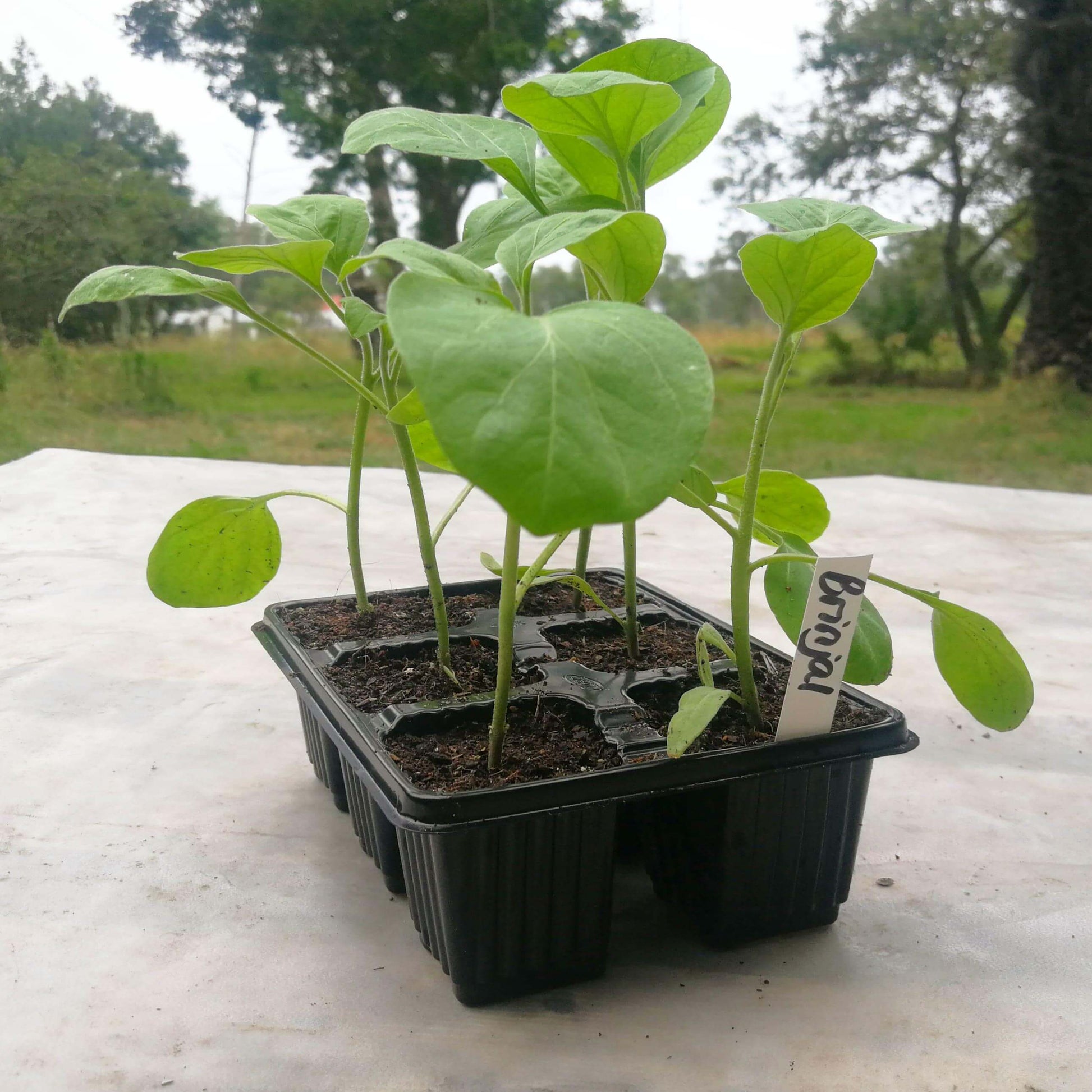 Brinjal 6 pack - BuyGrow Seedlings