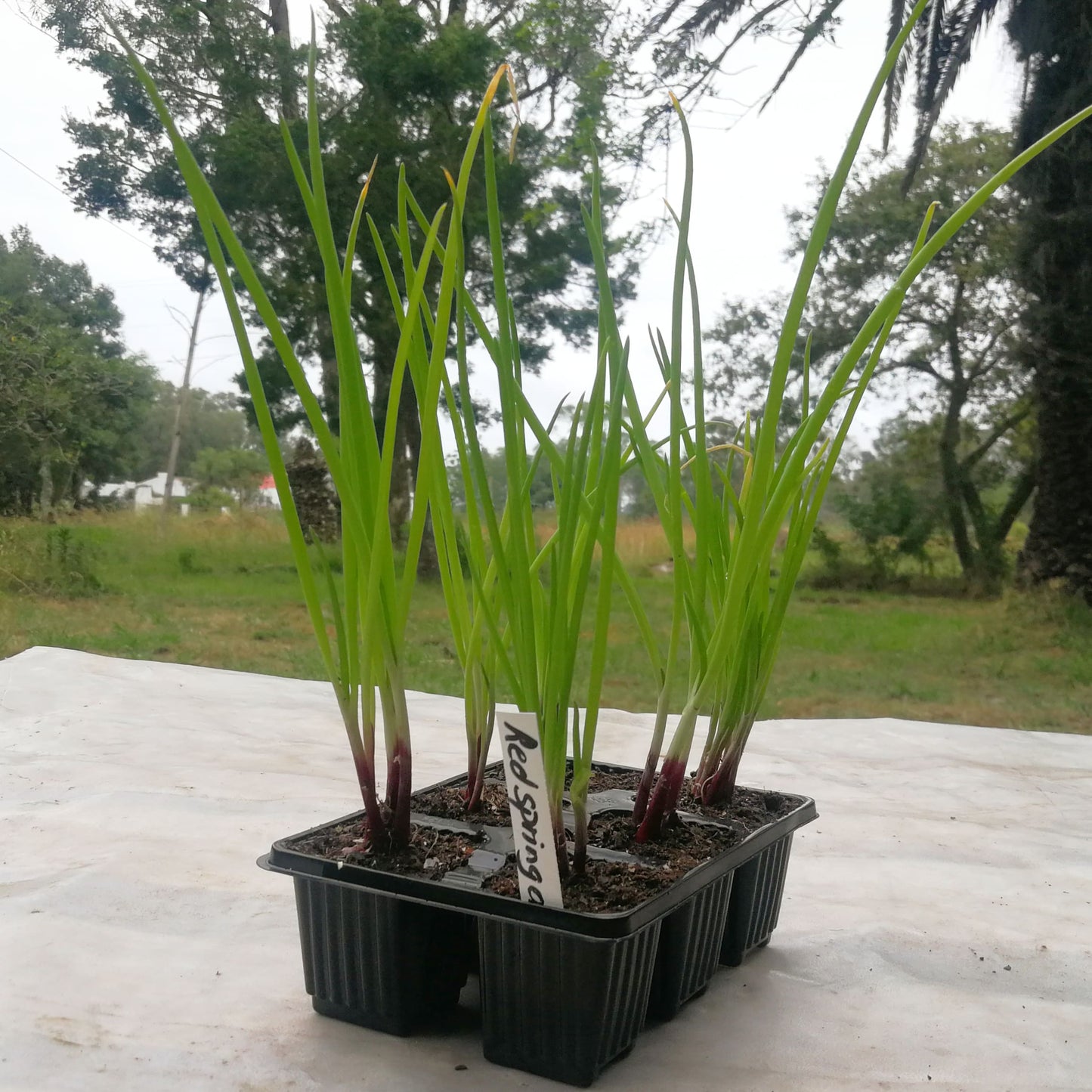 Spring Onion 6 pack - Red Fiamma - BuyGrow Seedlings