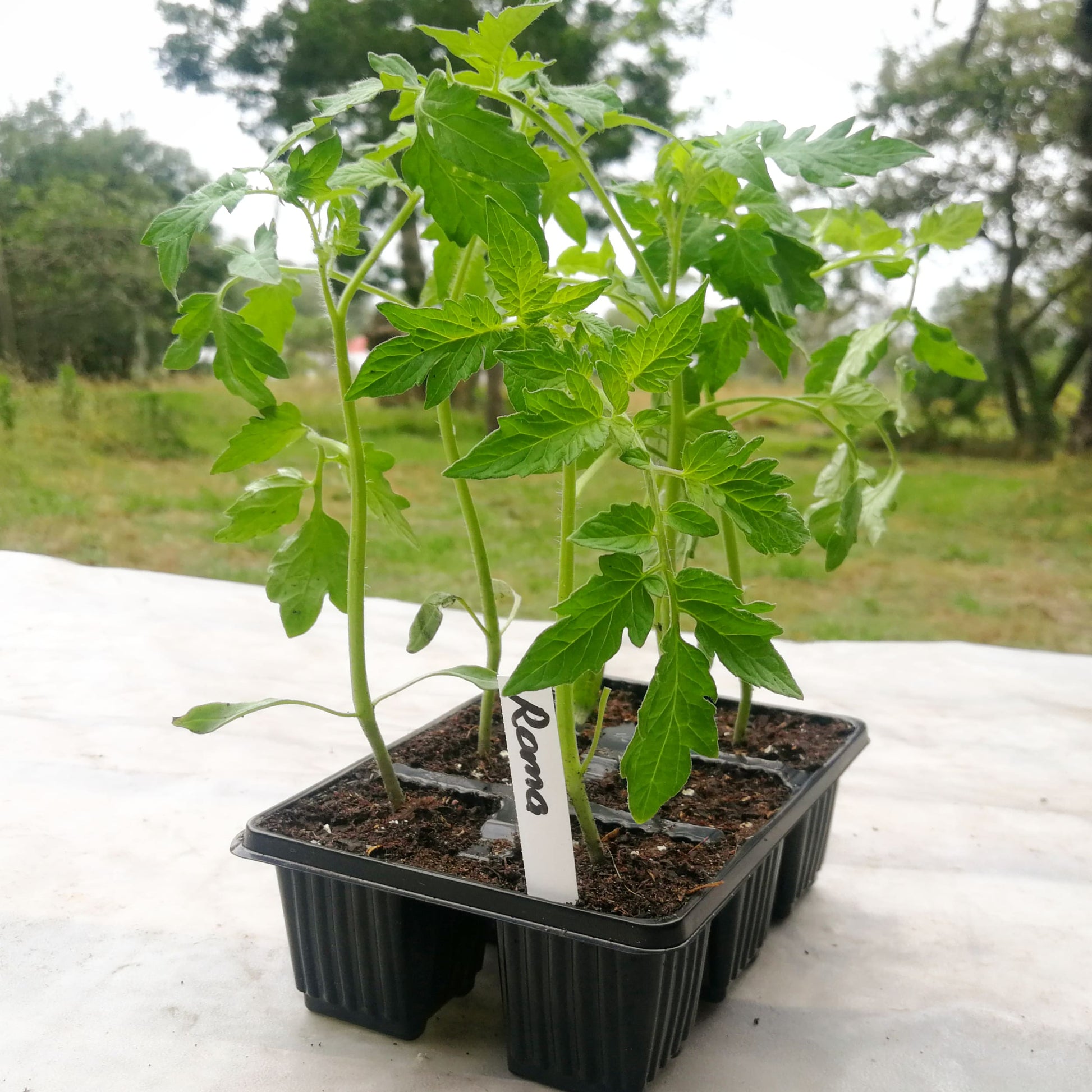 Tomato 6 pack - Roma - BuyGrow Seedlings
