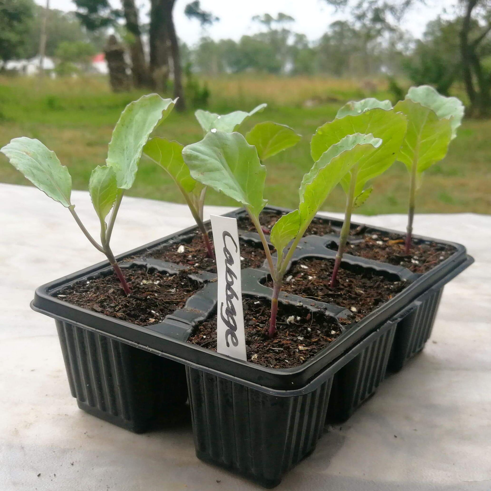Cabbage 6 pack - BuyGrow Seedlings