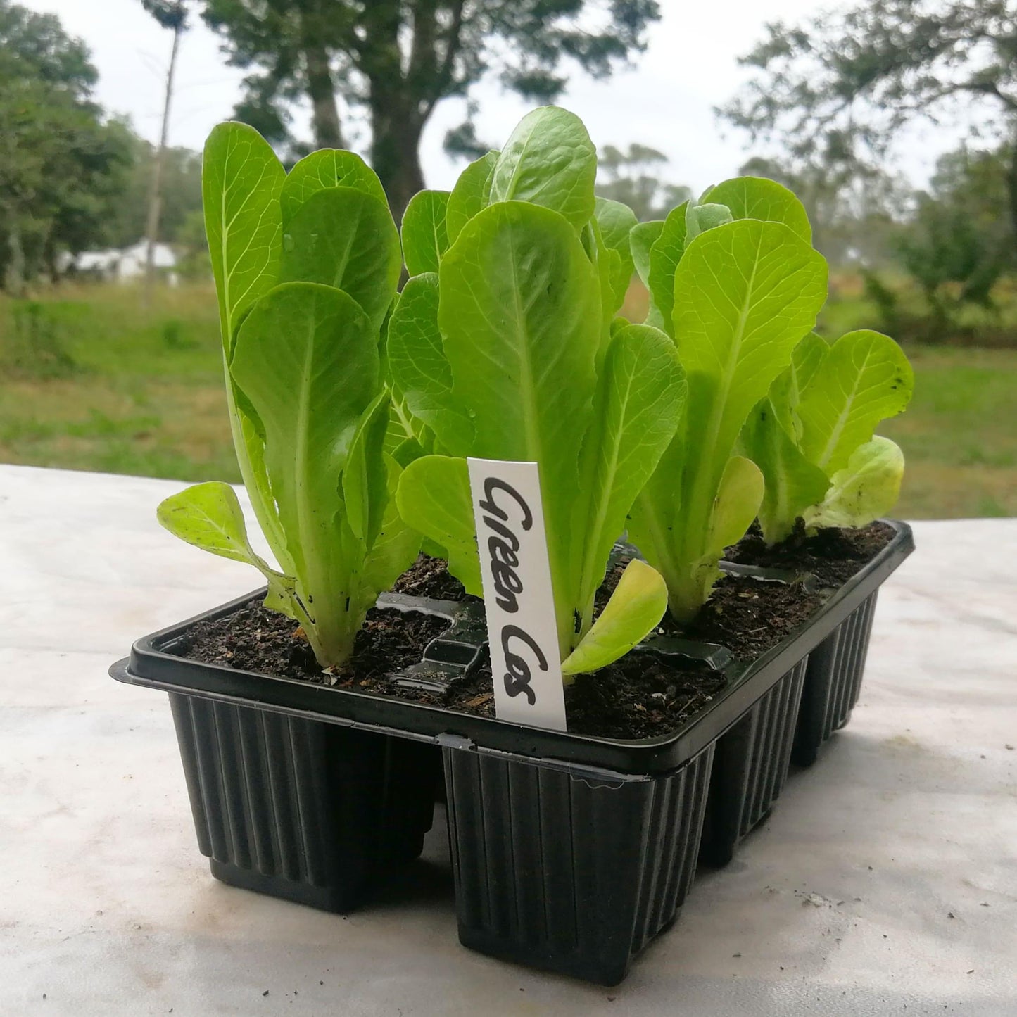 Lettuce 6 pack - Green Cos - BuyGrow Seedlings