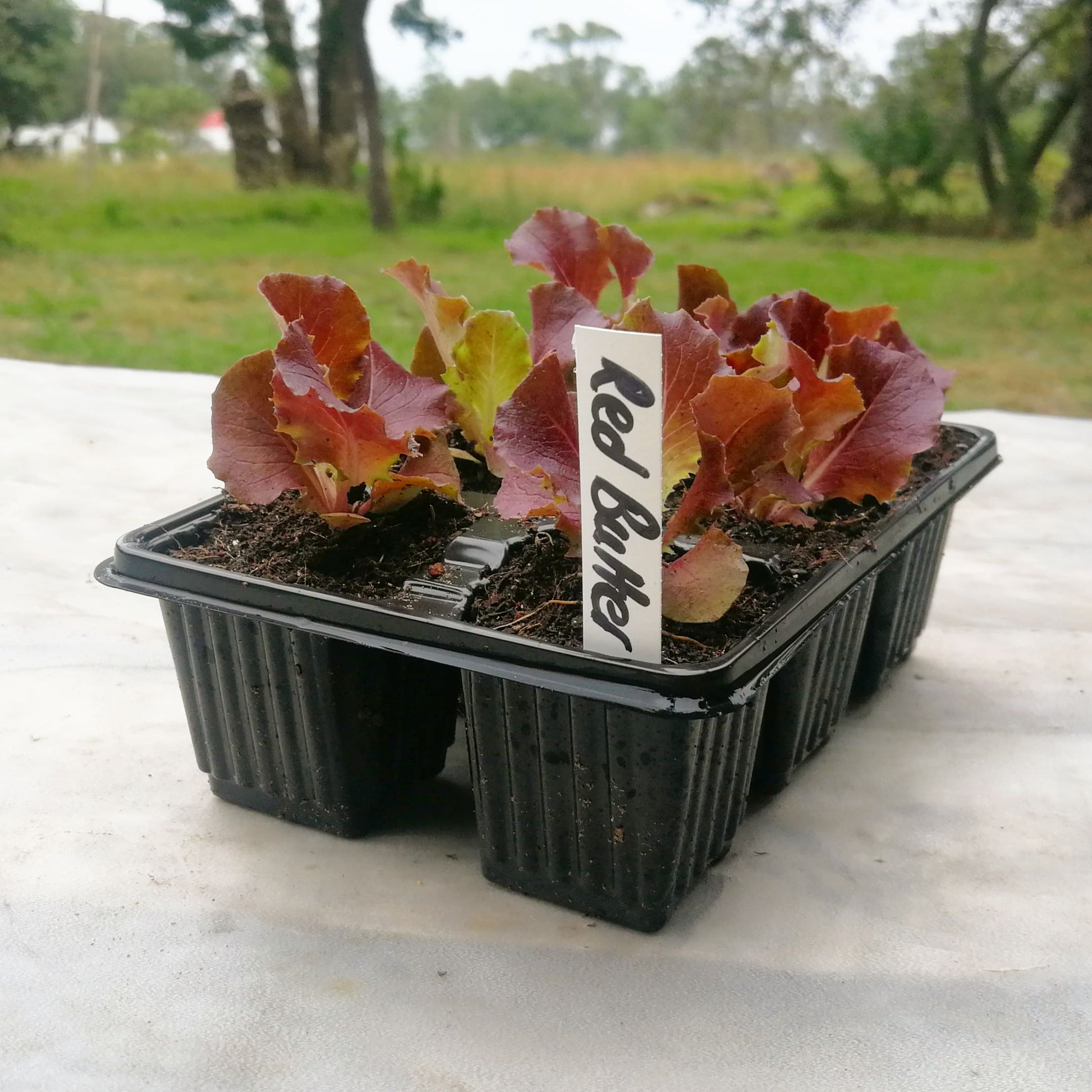 Lettuce 6 pack - Red Butter - BuyGrow Seedlings