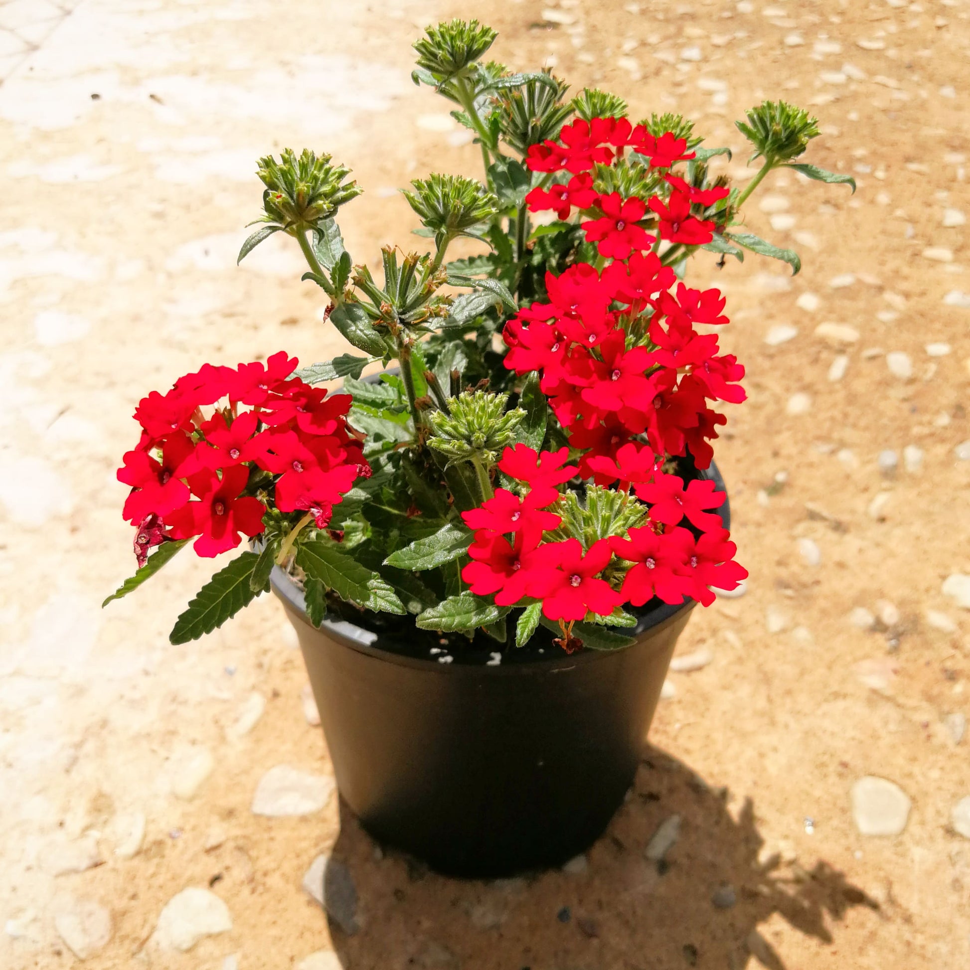 Verbena 14cm Pot - BuyGrow Seedlings