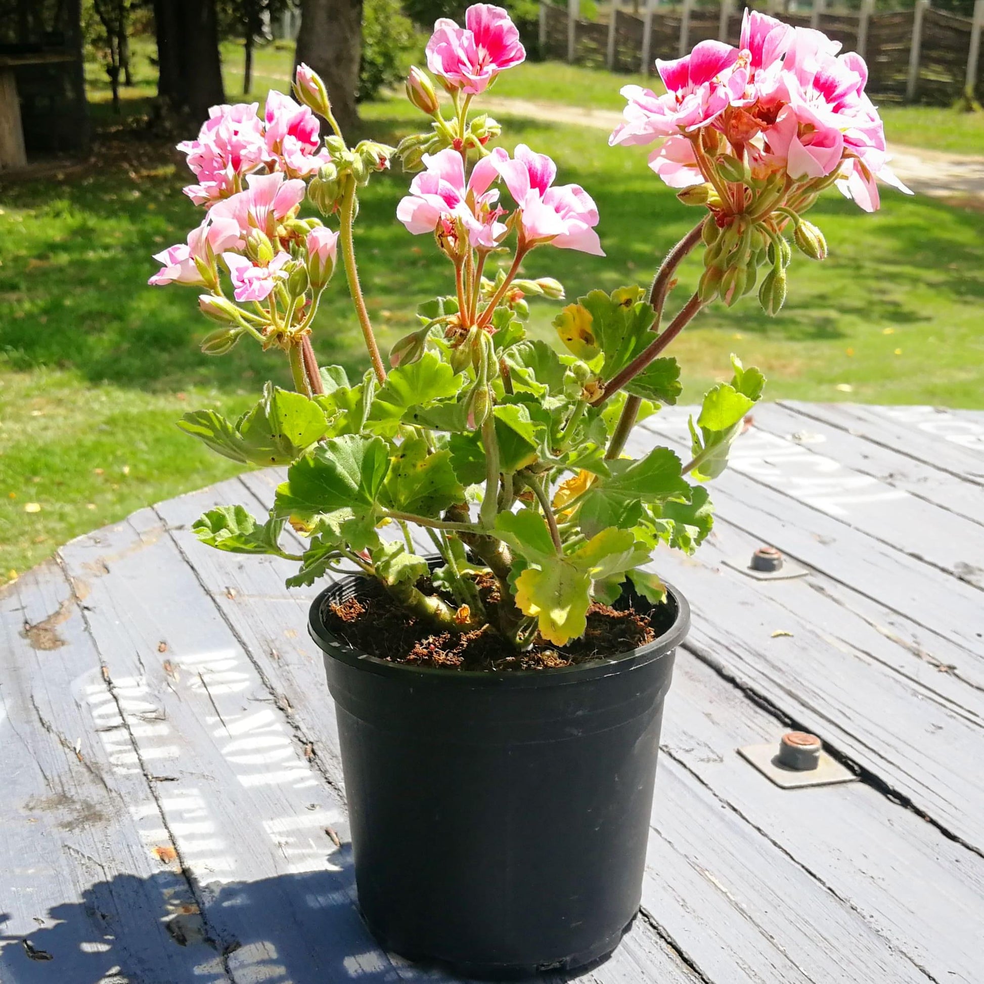 Geranium 14cm Pot - Malva - BuyGrow Seedlings