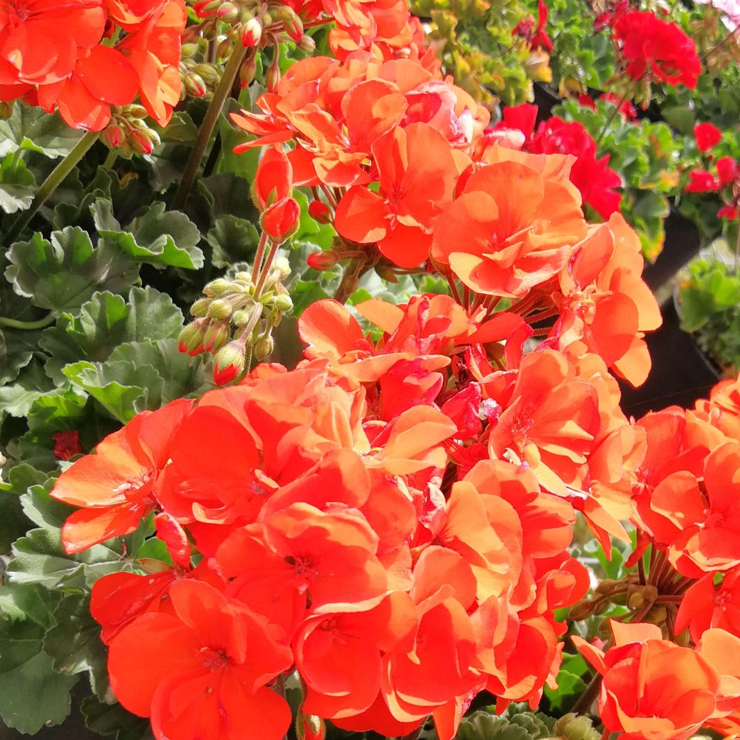 Geranium 14cm Pot - Malva - BuyGrow Seedlings