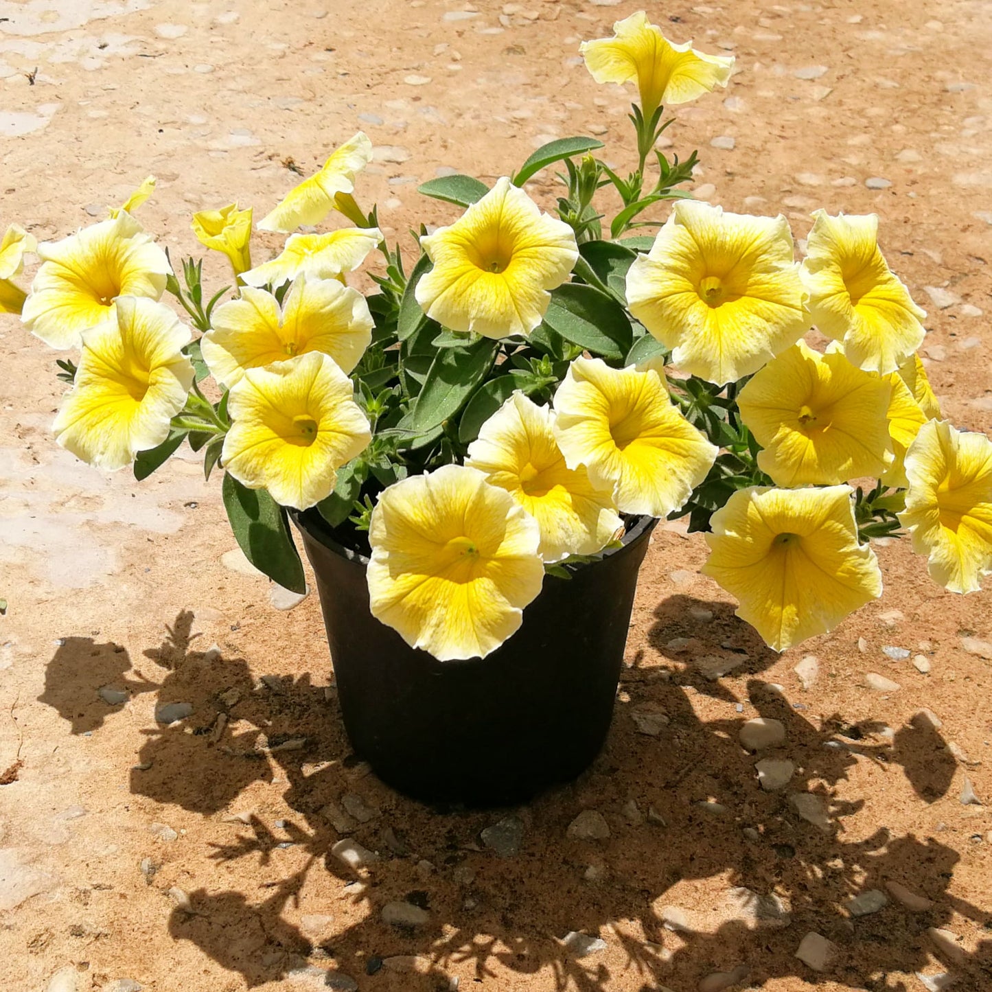 Petunia 14cm Pot - BuyGrow Seedlings