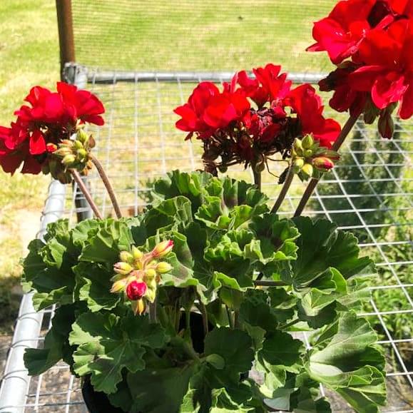 Geranium 14cm Pot - Malva - BuyGrow Seedlings