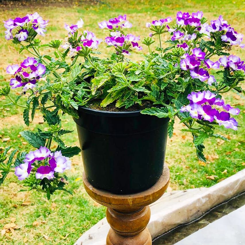 Verbena 14cm Pot - BuyGrow Seedlings
