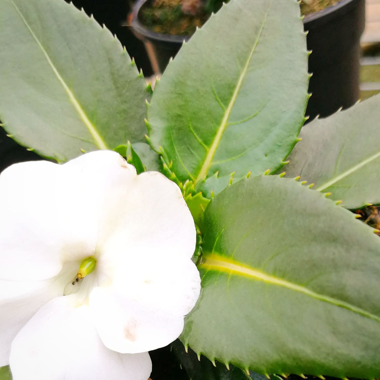 Sunpatiens 14cm Pot - BuyGrow Seedlings