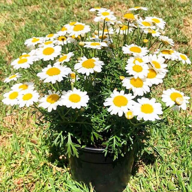 Argyranthemum 14cm Pot - Daisy - BuyGrow Seedlings