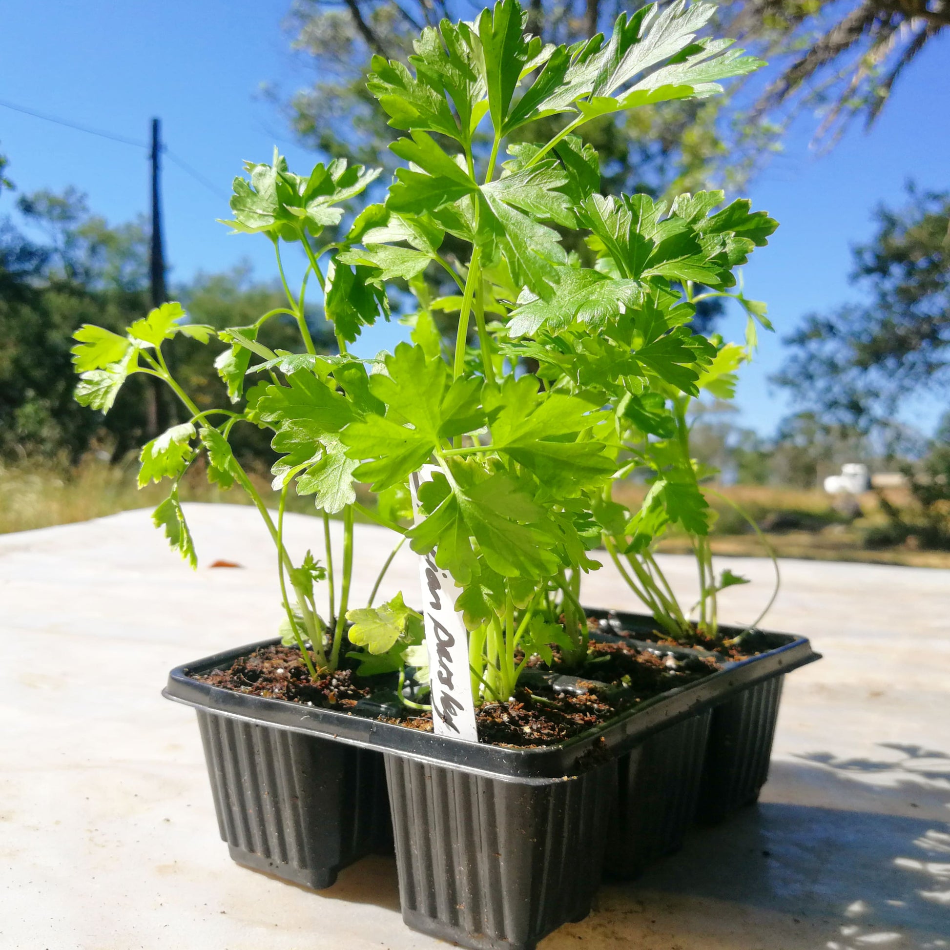 parsley tree house plant Parsley 6 pack Seedling Tray