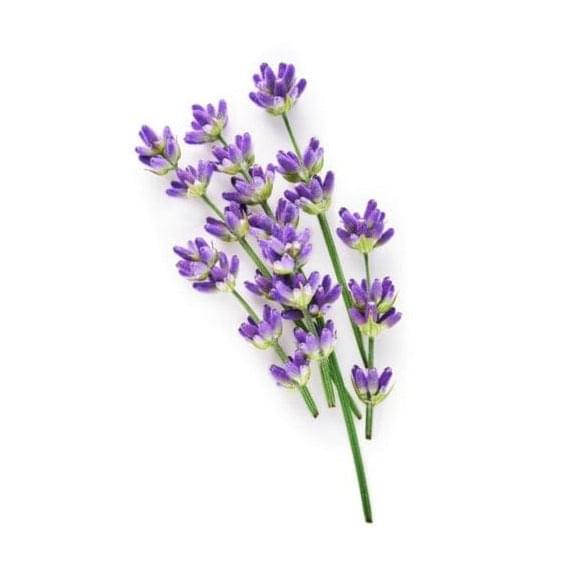 Lavender 14cm Pot - Margaret Roberts - BuyGrow Seedlings